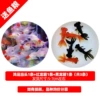 Premium goldfish value package (good luck 1 red dragon eye 1 black dragon eye 1) + fish food