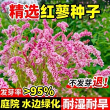 �tޤ�N�Ӯ�������ˮ�t���N��ޤ����ș�Ĳݱ�ֲ�ﻨ�������ļ����N