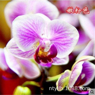 �����m�������Ԏ����������҃ȿ͏d����ֲ���ļ����B�_���Gֲ��ɫ