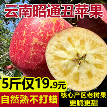 云南昭通脆甜冰糖心丑苹果孕妇应季当季现摘整箱新鲜水果邵红富士
