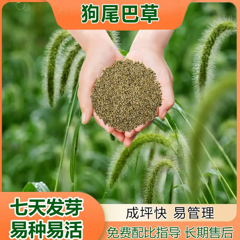 Семена травы косуса устойчивы к засухе