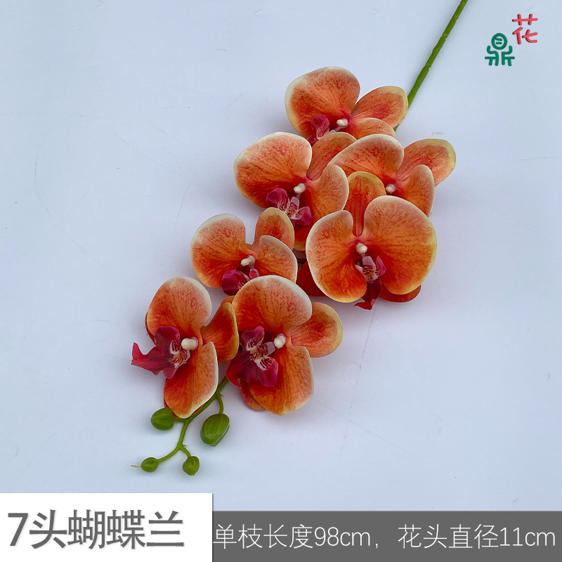 7 phalaenopsis GFG #17 흰색 가장자리 깊은 오렌지