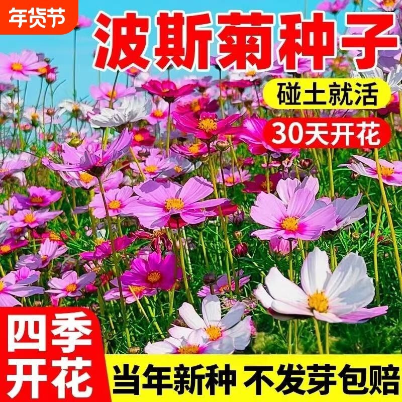 Double-Flowered Cosmos Flower Seeds for Year-Round Planting, Blooming Garden Seeds, Poppy Seeds, February Wildflower Mix, Flower Seeds Double-Flowered Cosmos Flower Seeds for Year-Round Planting, Blooming Garden Seeds, Poppy Seeds, February Wildflower Mix, Flower Seeds