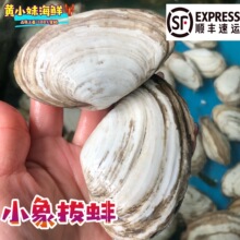 鲜活野生小象拔蚌 海鲜水产 A蚌新鲜小蚌仔象鼻螺单只价