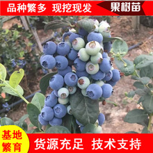 山東園林果樹批發藍莓苗 一到二年生品種薄霧藍莓苗 瑞卡藍莓苗