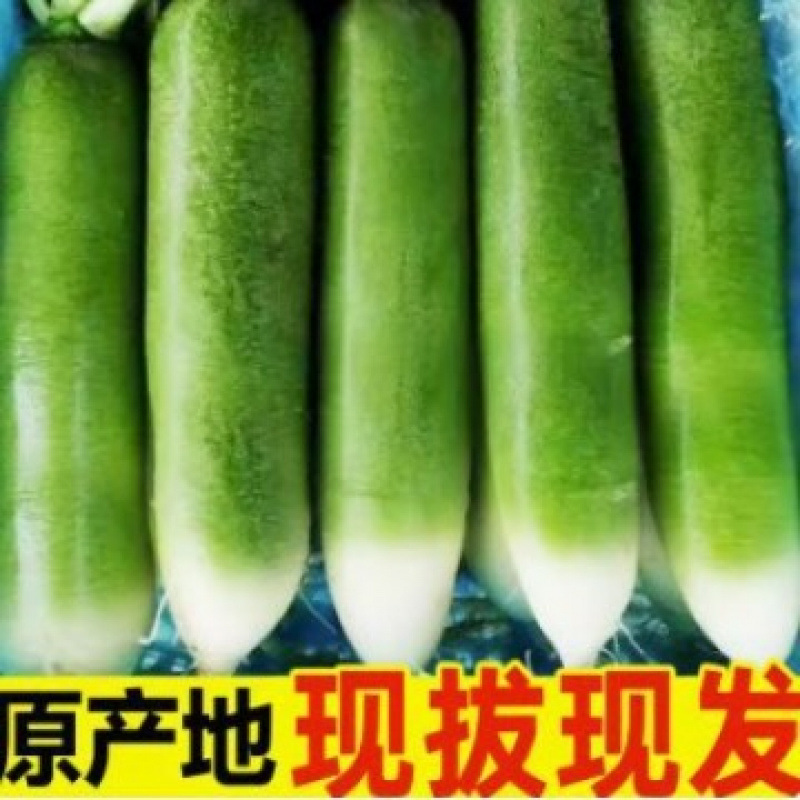 水果萝卜甜脆型潍坊新鲜斤青萝潍县沙窝现拔绿萝卜生吃