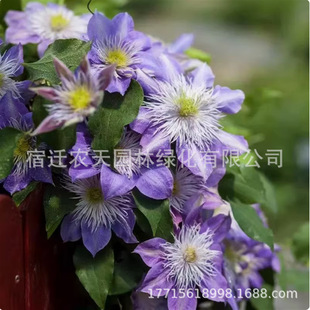 ��ʿ�F��ɏ������ ���Ҵ�Ѻ����K�F����ֲ�ﻨ��ͥԺ�̨�Nֲ