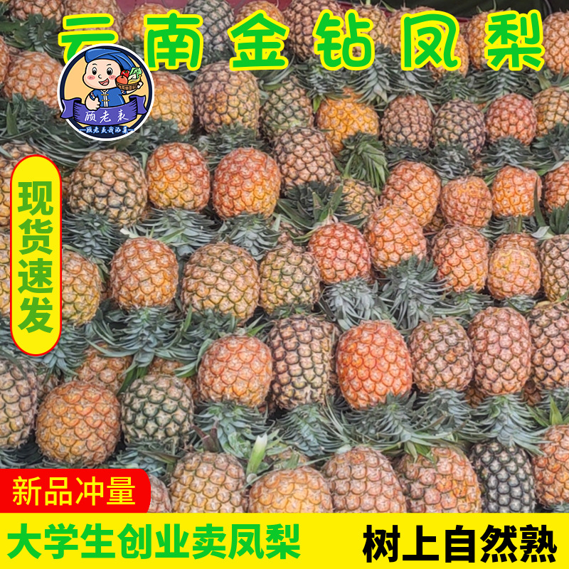 云南金钻凤梨批发特产香水菠萝手撕无眼小菠萝凤梨代发新鲜水果9