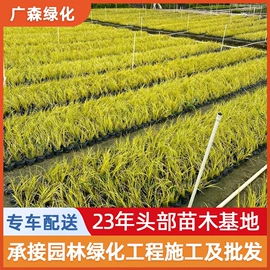 乔木;其他园林植物;灌木