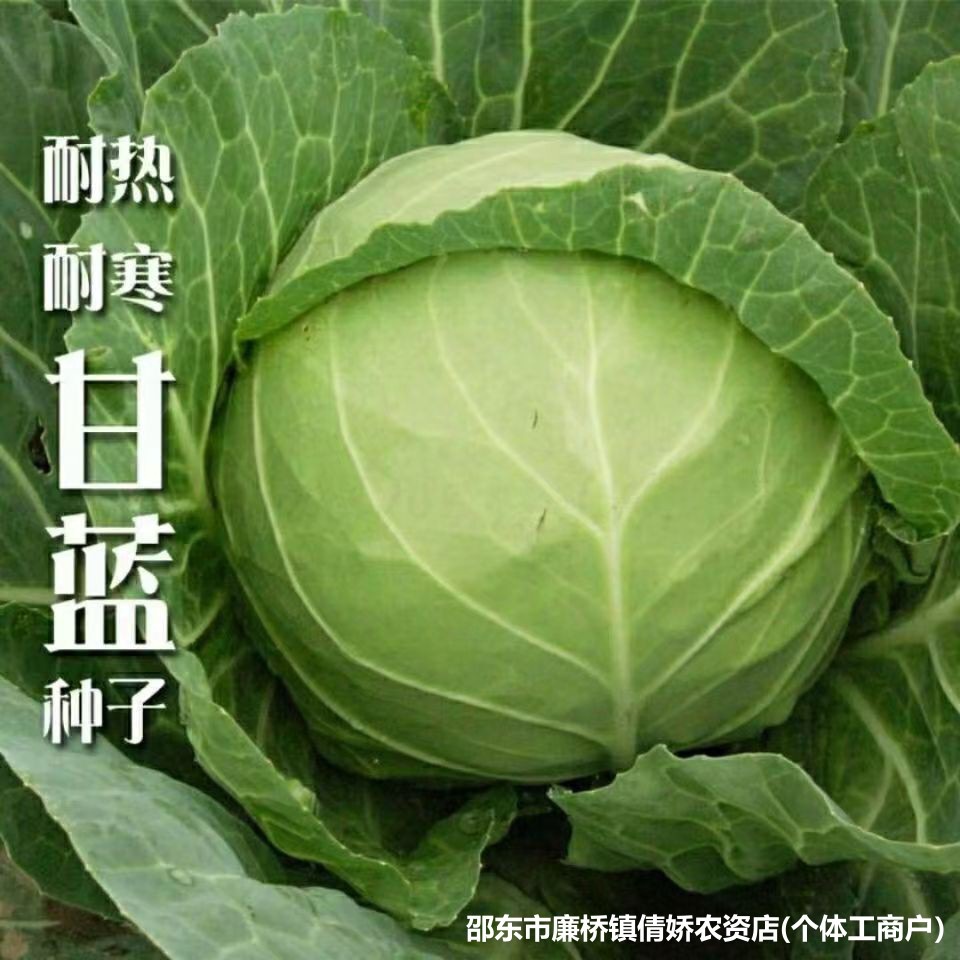 中甘十一号种子大全牛心绿甘蓝包卷心菜种籽原装种子大全批发代发