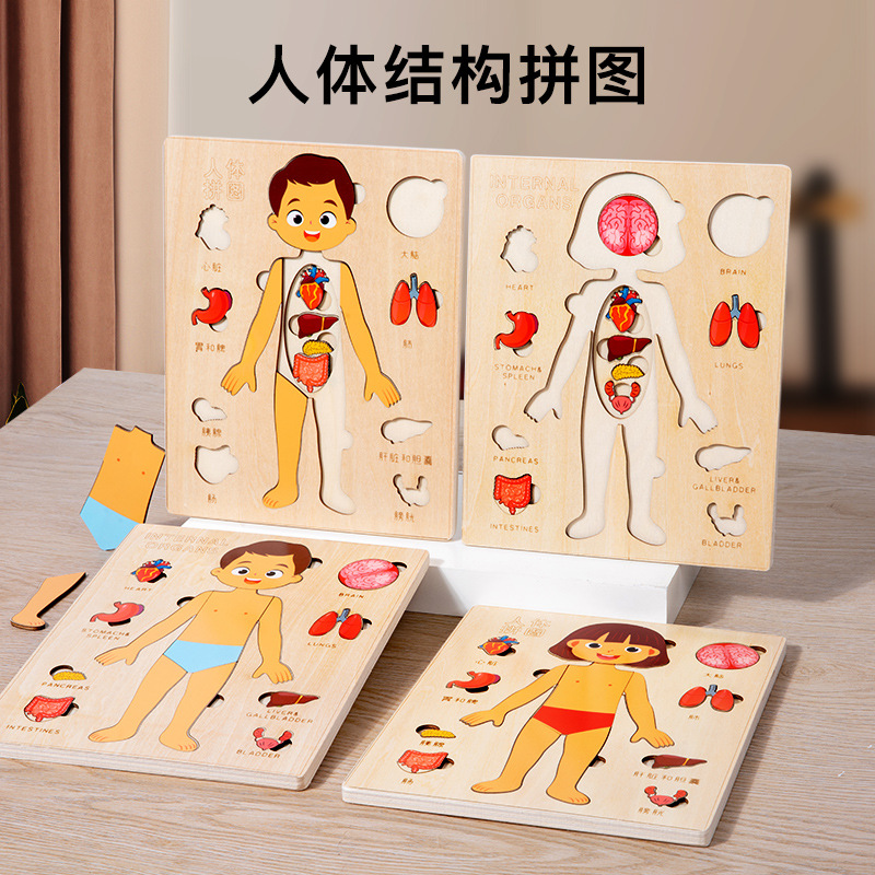 Ilustración científica de los niños estructura del cuerpo humano rompecabezas órgano anatomía hueso cognición educación temprana cuerpo vísceras rompecabezas juguete