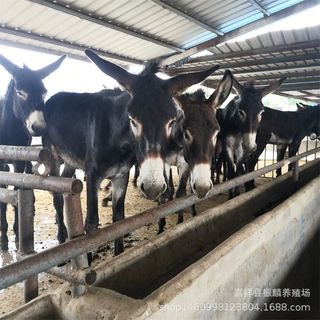 改良肉驴苗养殖场 内蒙古哪里有卖肉驴的 肉驴苗种公驴养殖场批发