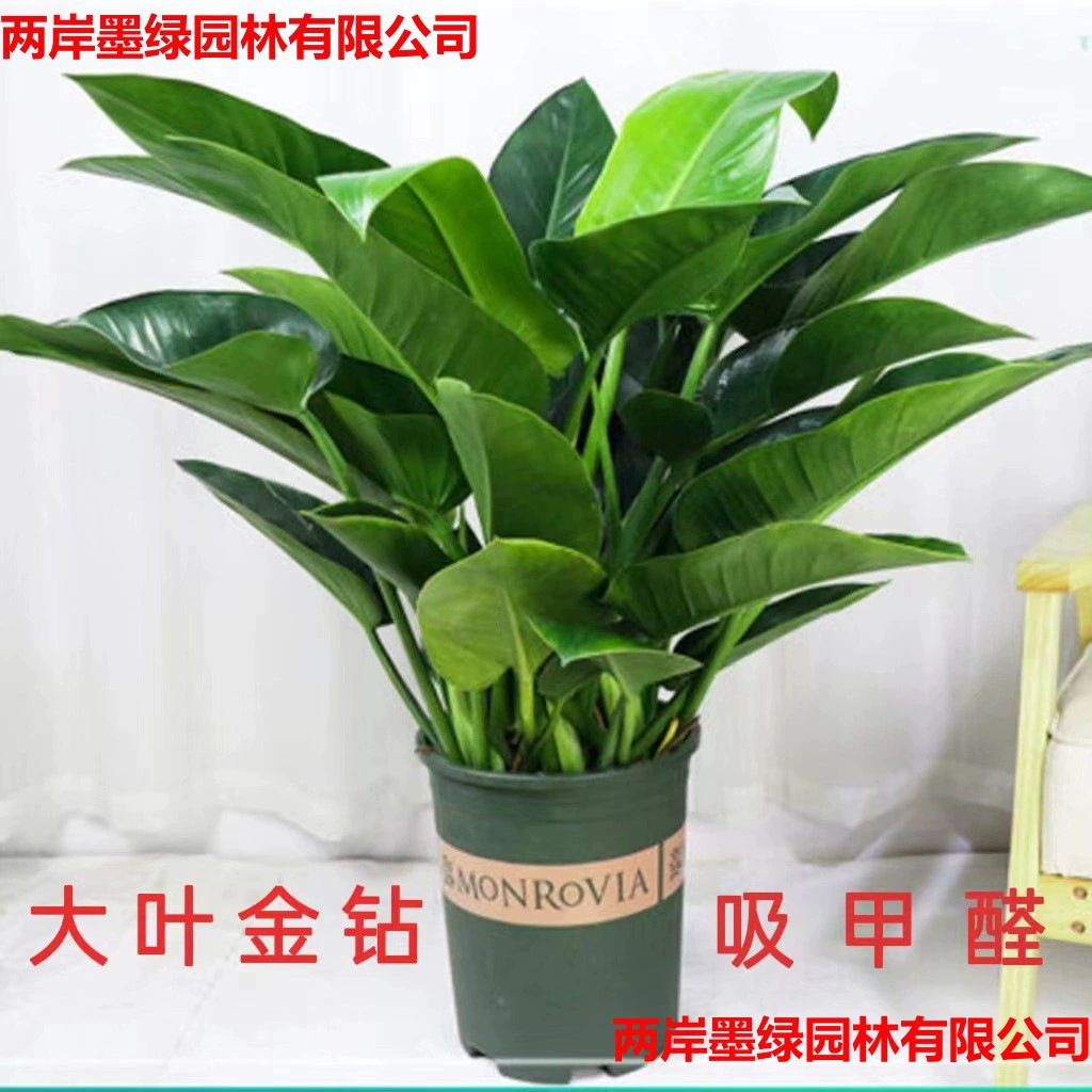 Большие листья золотого алмаза в горшках, большие зеленые комнатные растения, легко выращивать растения в гидропонной почве, офисные зеленые растения, очищающие воздух.
