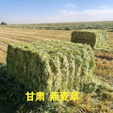 定制23年新草燕麦草草捆牧草牛羊草料马骆驼等动物园养殖场饲料草