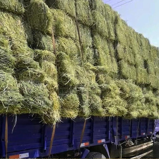 Alpaca forage Alpaca alfalfa forage Feeding Leymus Cattle Leymus forage Feeding domestic dry-fed hay horse forage cattle