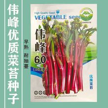 基地高端品质正宗武汉洪山红菜苔种孑种籽蔬菜种子四季菜苔种10克