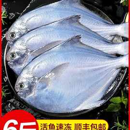 新鲜银鲳鱼金鲳鱼冷冻海鲜水产鲜活海鱼小鲳鱼昌鱼平鱼鲳鳊鱼晶鱼
