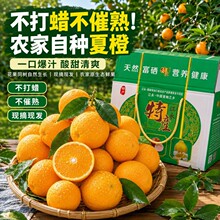 现摘现发新鲜橙子整箱10斤榨汁专用夏季当季水果多汁甜橙果园批发