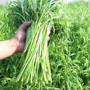 �J��N�����͸ߜ�����m��8�·N�Ĳ��Ͼ��خaˮ������N���ļ���