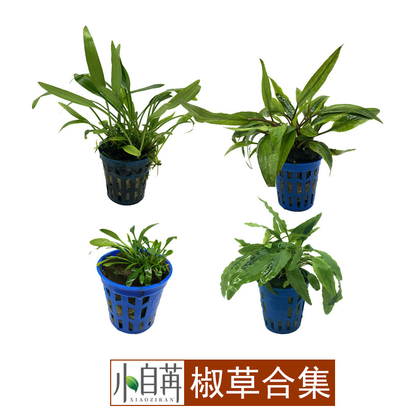 Mini Pepper Grass Round Leaf Pepper Thai Green Pepper Red Pepper Small Wendy Green Ruffle Edge Pepper Grass Mei Polly Pepper Grass Collection Water Grass