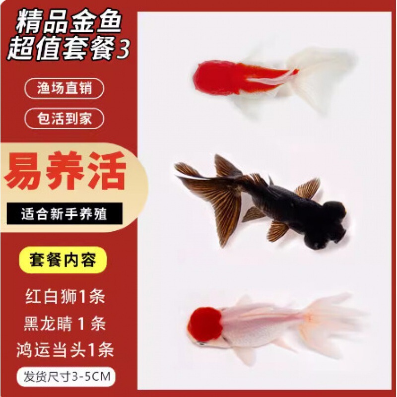小さな金魚の稚魚、観賞魚、冷水に強い、飼いやすい、淡水の赤と白の鯉、活魚、小魚、金魚、活魚|undefined