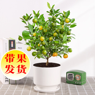 �ļ���ۘ������Ԏ����҃ȿ͏d��ֲؔ�������ͺ����ܾGֲ�����辰