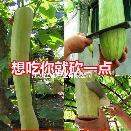 Волшебная резка семян дыни весна лето четыре сезона посев семян овощей балкон горшок вьющаяся лоза семена дыни высокая урожайность