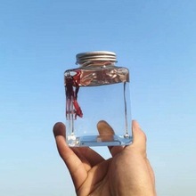 鱼瓶500毫升透明塑料方形斗鱼鱼缸生态微景观鱼缸小型养鱼繁殖