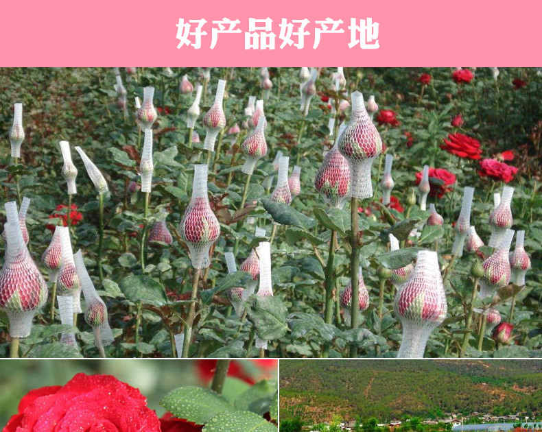Dried Rose Petals Mei Gui Hua 500g Natural Bath Flower Foot Soak Spa Herbal Soak overview