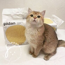 ?Ƥ�����؈ɰԭζ��������ɰ�Y�F�͉m؈ɰ�_�RͰ4��3.6k