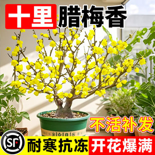 �D÷�����������҃����Ϙ�÷���辰ͥԺ�ͺ�����ֲ����������D÷