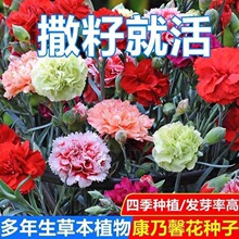 ذ꿵ܰN̨ͥԺļNԻ绨N