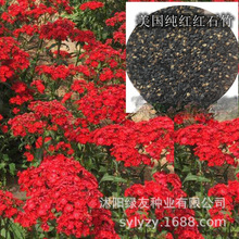 ���l�������޸��ر�ʯ�񻨷N�ӳ���ʯ��t��ʯ��Wʯ�����ʯ��