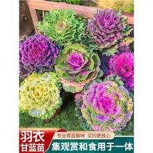 日本羽衣甘蓝蔬菜种子苗食用蔬菜种籽阳台孑四季盆栽雨衣语衣甘篮