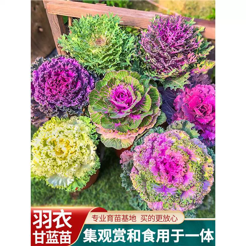 Японские семена кале, рассада, съедобные семена овощей, балконные четырехсезонные горшечные растения, кале в дождевом плаще