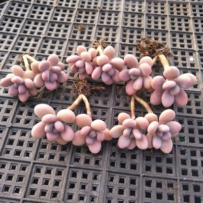 양쪽 끝이 있는 복숭아 알 오래된 더미 1개