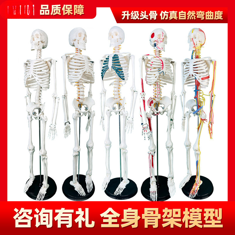 Physiological realistic removable skeleton, medicine toy, human bone