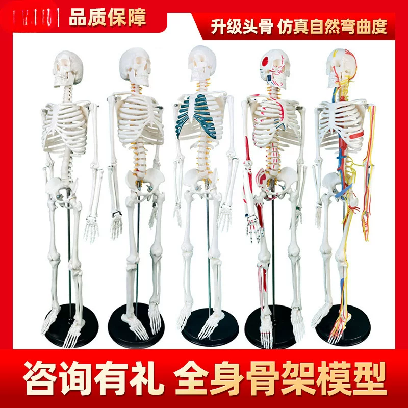 Physiological realistic removable skeleton, medicine toy, human bone