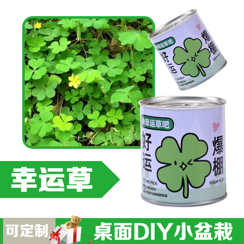 Latas de plantas ciegas caja de mesa pequeña maceta de flores para niños buena plantación verde para alimentar semillas maceta de regalo para estudiantes de primaria image 12
