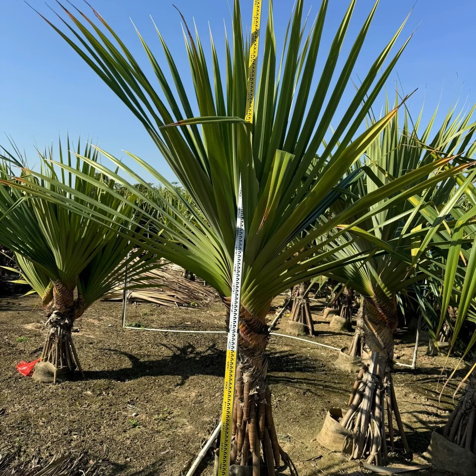 2507 поставка красной шиповки арека 2- 3m высотой рассада арековой пальмы тропические растения