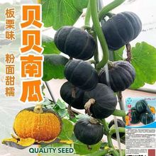 �ձ��߮aؐؐ�ϹϷN���ձ�����С�Ϲ���Ʒ�N������Ŵ���ﲥ�߲˷N