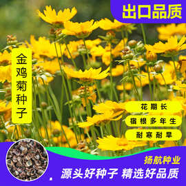 金鸡菊种子多年生宿根四季易活景观花海色块花期长大花金鸡菊花籽