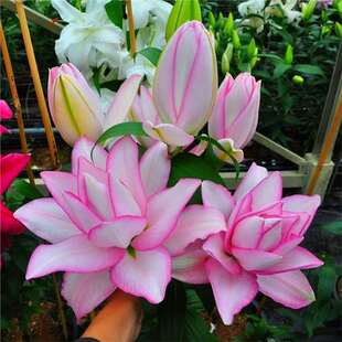 �M���ذ���ˮ�ٺϻ��N��������ѩ�m���ܾGֲ���ļ����N�_��������