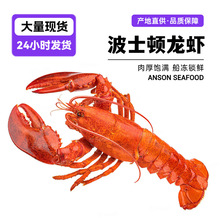 加拿大波士顿龙虾澳龙活体餐饮冰鲜熟冻波龙加拿大冷冻商用批发