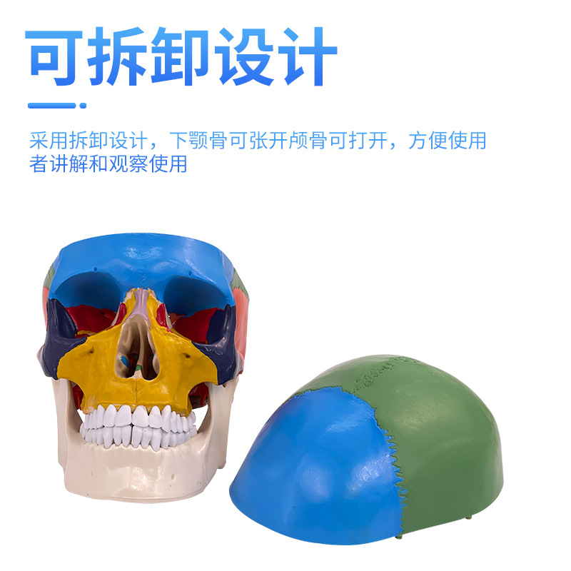 彩色头骨二款主图3