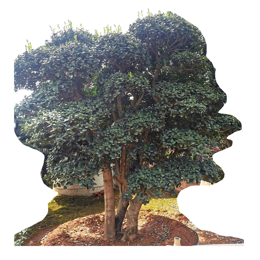 Детская оптовая продажа Моделирование дерева мушмулы без шипа мушмула без шипа Hongyun моделирование фруктового дерева дерево полные спецификации