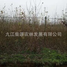 ��Ҏ���Rȫ���ח�С��  ���~��5���� ë�ח�15���� С�~��25����