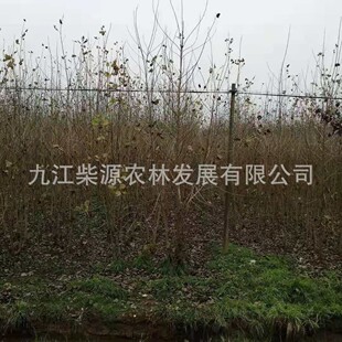 ��Ҏ���Rȫ���ח�С��  ���~��5���� ë�ח�15���� С�~��25����