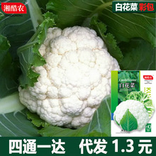 松花菜种子青梗花椰菜白花菜秋季紫花菜种籽大全秋季蔬菜孑菜南方