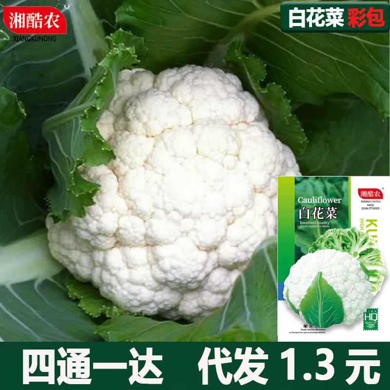 松花菜种子青梗花椰菜白花菜秋季紫花菜种籽大全秋季蔬菜孑菜南方